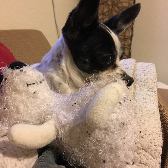 Teddy - Picture 5 of 8